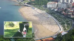 Imputada por robar una perra en Navarra, cambiarle el chip y llevársela a San Sebastián