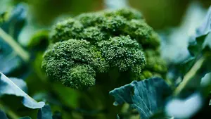 Una empresa navarra, premiada por un proyecto tecnológico del sector agroalimentario