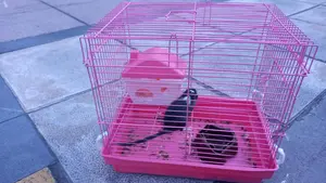 Dejan una mascota dentro una jaula en un contenedor en el barrio de la Rochapea