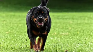 Un rottweiler sin custodia ataca a un hombre de avanzada edad en Cortes