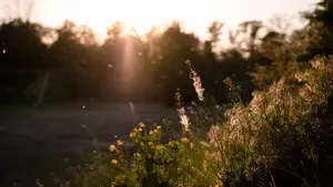 La primavera dará un respiro a los alérgicos al polen en Navarra