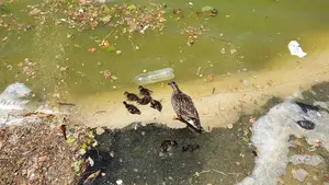 Detectado un nuevo caso de gripe aviar en Gargantilla del Lozoya-Pinilla de Buitrago (Madrid)