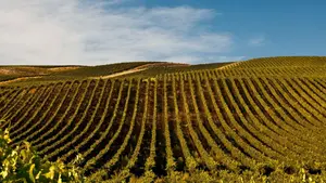 El novedoso trabajo de un grupo de bodegas para mejorar la sostenibilidad de sus viñedos