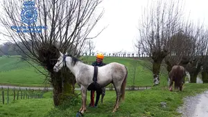 Un peregrino que volvía a China en caballo se cae en Valcarlos y está a punto de perder al animal