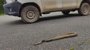 La culebra bastarda aparece en Navarra: recogen un ejemplar macho para estudiar la población