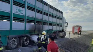 Trasladan 200 cerdos de un cami&oacute;n a otro en mitad de la carretera por un incendio en Cortes