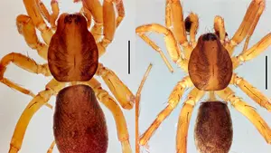 Descubrimiento histórico: hallan en Navarra una nueva especie de araña para la ciencia