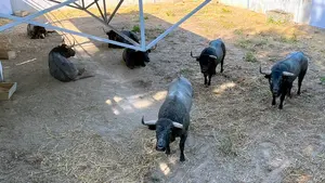 Los toros cárdenos de José Escolar para el 9 de julio llegan a los corrales del Gas de Pamplona