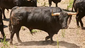 San Fermín| Los toros de Fuente Ymbro 'deslumbran' por su presencia en los corrales del Gas