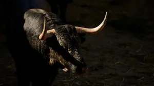 San Fermín | Los albaserradas de José Escolar se 'exhiben' en los corrales de Pamplona