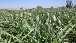 El delicioso producto t&iacute;pico de Navarra que crece con fuerza: adelanta su campa&ntilde;a gracias al tiempo favorable