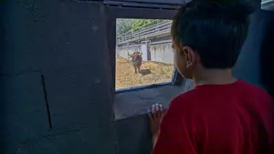 San Fermín | Cara a cara con los toros en las visitas a los corrales del Gas, en imágenes