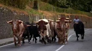 Silencio y preciosas estampas en el encierrillo de los toros de Jandilla