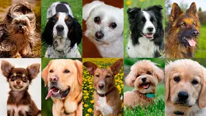 Las diez razas de perro más populares en Pamplona: hay casi 20.000 animales censados