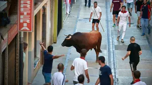 Encierro de Novillos en Estella: un encierrillo tardío y un toro suelto