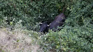 El angustioso rescate de una vaca caída entre las zarzas en el encierro del Pilón