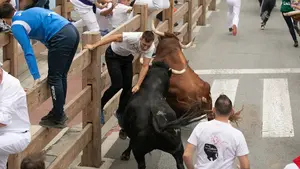 Aplastado por un toro contra el vallado: todas las imágenes del encierro de Tafalla