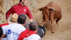 VIDEO | Las vacas de Zahorí vuelan ladera abajo en un quinto Pilón de Falces rápido y sin heridos
