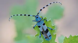 La Rosal&iacute;a Alpina busca hayedos maduros: el Guarder&iacute;o de Medioambiente vigila estos bosques