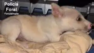 Identificado gracias a una denuncia en Navarra un italiano que introducía un perro de forma ilegal