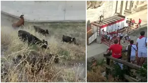 VÍDEO | Tremendo susto en Caparroso: cuatro vacas se escapan en el encierro y siembran el miedo