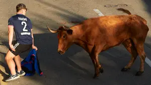 El pueblo de Navarra que suelta vacas en sus calles este fin de semana por San Babil