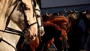 Marcilla acoge sus tradicionales ferias de ganado: consulta aquí la programación