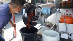 La fiesta de un pueblo de Navarra en la que se repartirán gratis 2.000 kilos de pimientos del piquillo asados