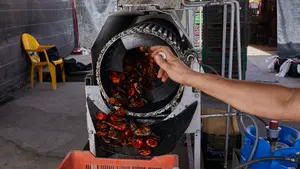 Los buenos datos del pimiento del piquillo en Navarra: "Es el segundo producto más demandado"