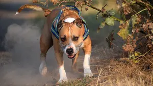 Noche de perros en Navarra: los motivos por los que la policía ha sancionado a un propietario