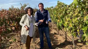 Finaliza la vendimia "m&aacute;s temprana de la historia" en Navarra: estos son los motivos