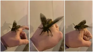 El enorme insecto que ha sido visto en Pamplona: así es la esfinge de la muerte