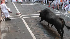 Los toros para los encierros de San Fermín 2023: las ganaderías que vendrán a Pamplona