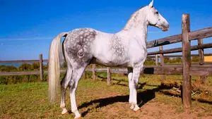 Muere Labrit, uno de los caballos emblemáticos de Pablo Hermoso de Mendoza