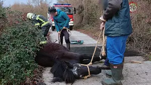 El angustioso rescate en Navarra de la intr&eacute;pida yegua atrapada en un guardaganado
