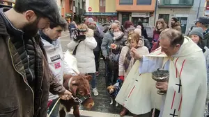 Un buey se cuela en Pamplona en la bendición de los animales por el día de San Antón