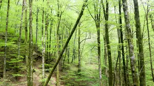 Los cinco bosques mágicos de Navarra que no puedes dejar de visitar en una escapada