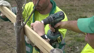 El árbol autóctono de Pamplona que estuvo al borde de la desaparición y hoy vuelve a las calles
