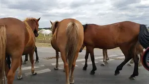 Herido grave un motorista en Navarra tras chocar con un caballo y salir despedido por los aires