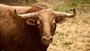 Variedad de capas de La Palmosilla en los corrales del Gas: las fotos de su llegada a Pamplona