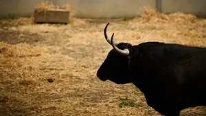 Astifinos y peligrosos: los toros de Cebada Gago imponen su ley en los corrales de Pamplona