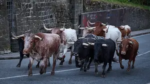 La belleza del silencio: el encierrillo de San Fermín con los toros de Cebada Gago en imágenes