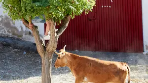 Subido al árbol para que no le pille la vaca: las imágenes del primer encierro del Estrecho de Arguedas