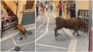 Alerta máxima en un pueblo navarro: un toro se escapa del encierro y piden a los vecinos no salir a la calle