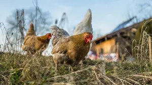 La pelea entre dos hermanos en Navarra que terminó con 42 gallinas muertas ya tiene condena