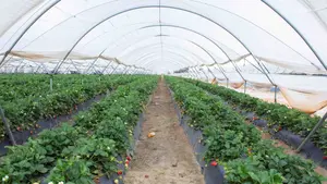 Herido muy grave un trabajador en Navarra aplastado por una puerta en un invernadero