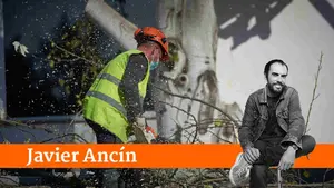 Asiron sí puede talar árboles