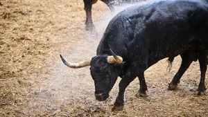Los toros de Fuente Ymbro impactan en el Gas: uno a uno, los toros del cuarto encierro