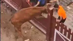 Susto en Puente la Reina: el vídeo de una vaquilla saltando y rompiendo el tablado de la plaza