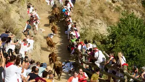 Vacas cuesta abajo en Navarra: el vídeo del trepidante primer Encierro del Pilón de Falces